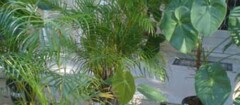 plantas-ornamentais-sao-jose-dos-campos-1447507693
