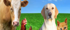 produtos-veterinarios-sao-jose-dos-campos-1447439730