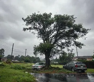 desabamento de árvore