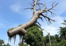 árvore desaba na Av. José Longo