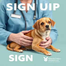 inscrições para castração de pets