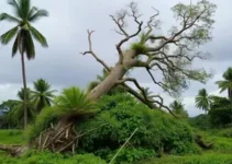 ventos em São José dos Campos